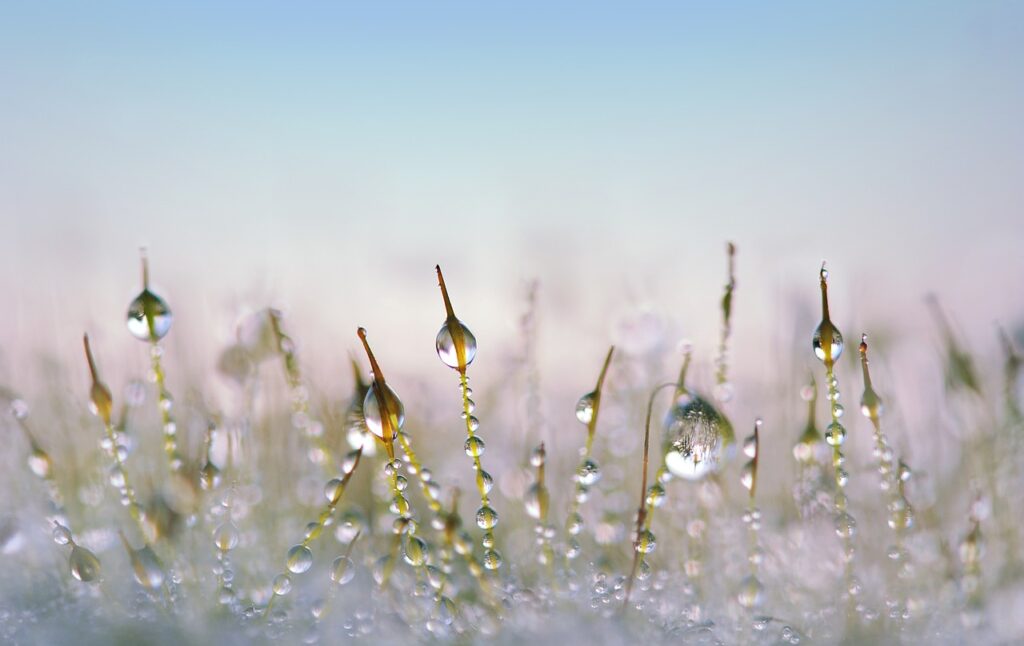 A close up image of drops of snow melting on blades of grass.