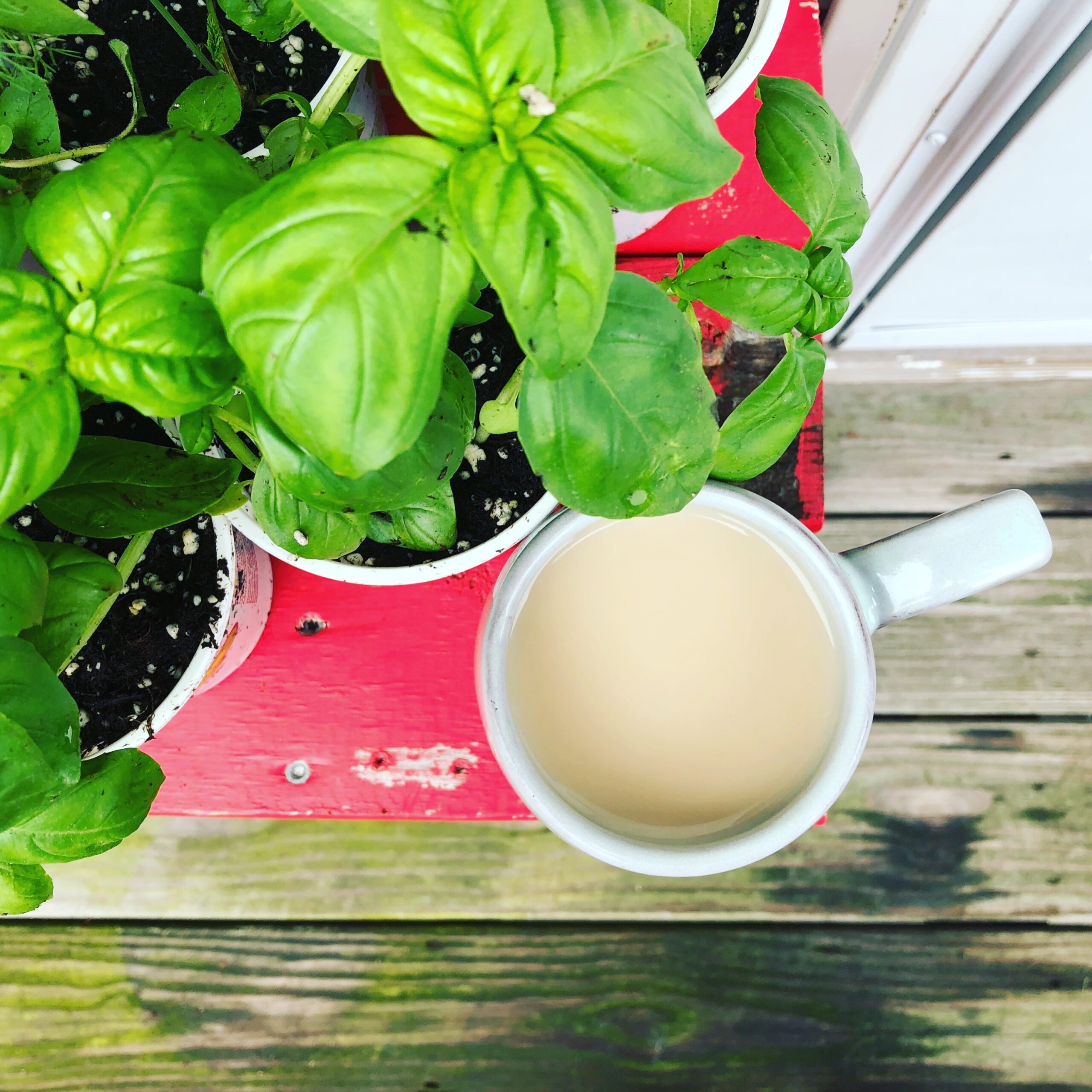 A cup of tea next to my basil plant.