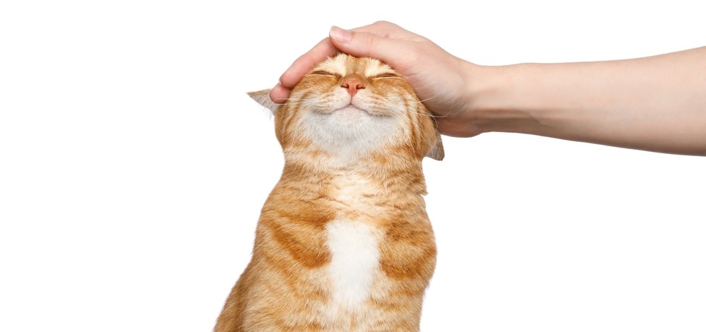 A hand petting and orange cat. The cat is smiling with contentment.